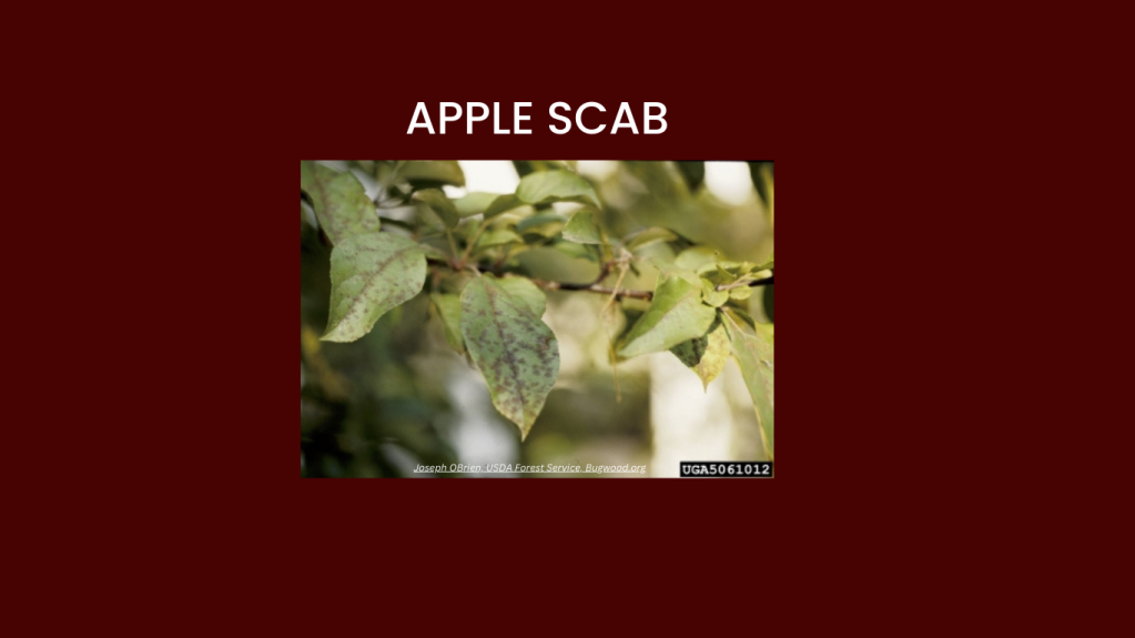 APPLE SCAB FACTS!